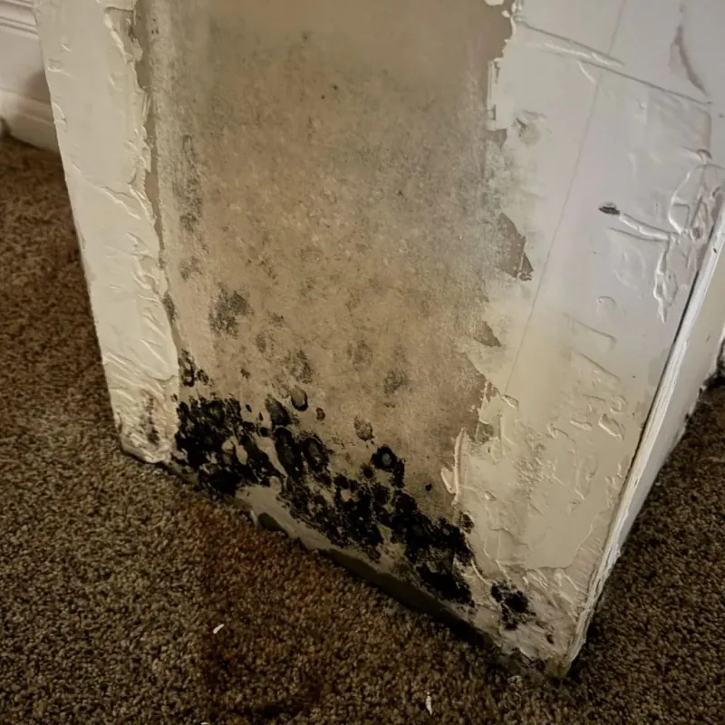 Professional Mold Removal in Pymatuning Central, PA